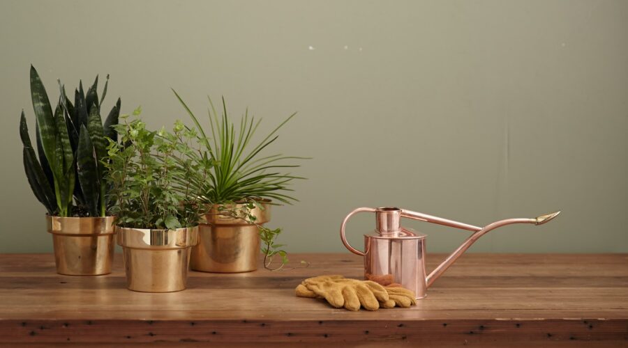 Comment Créer un Jardin de Plantes Médicinales