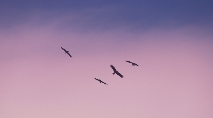 Panoramas Captivants : Une Odyssée à travers les Tableaux de Paysage »