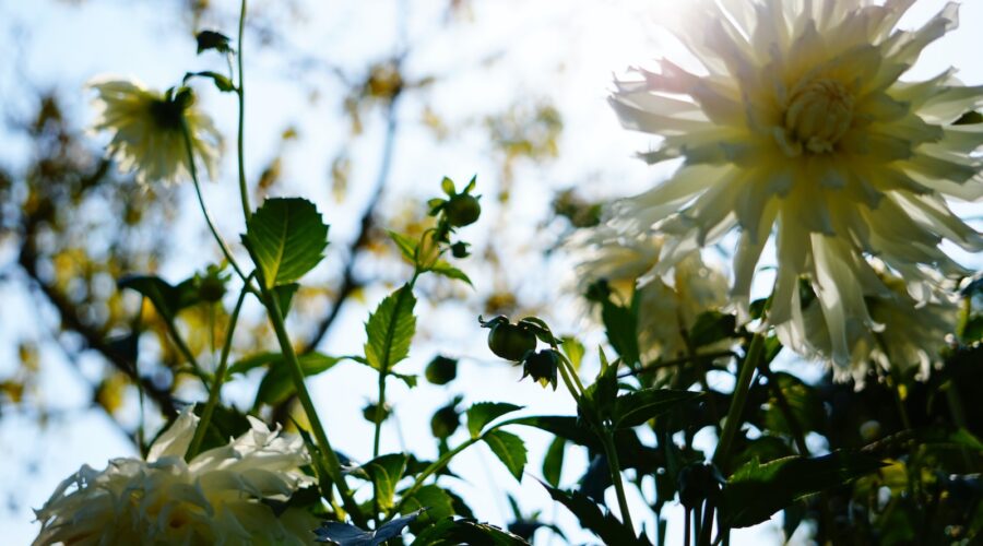 Jardiner avec des enfants : activités et projets amusants