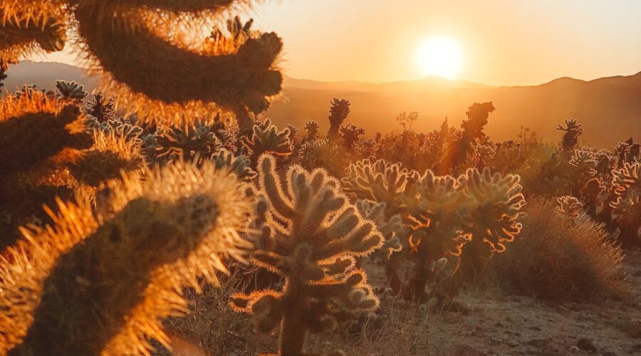 Guide pour l&rsquo;aménagement d&rsquo;un jardin de cactus et de plantes succulentes