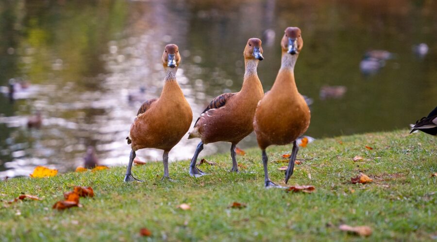 Comment Concevoir un Jardin Écologique