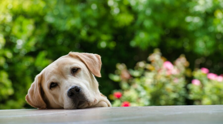 Comment Éviter les Problèmes de Sol dans Votre Jardin
