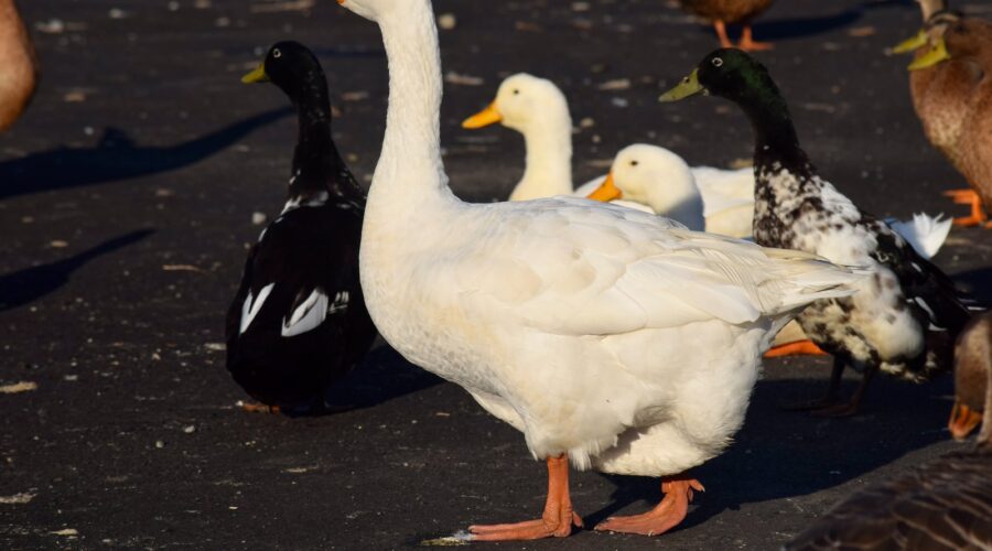 Comment Éclairer un Chemin de Jardin de Façon Créative