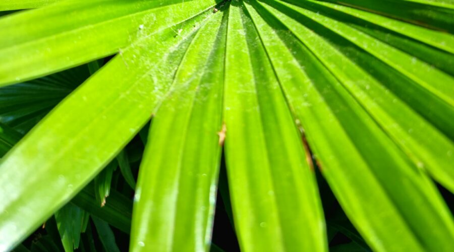 Comment Créer un Jardin de Plantes Natives