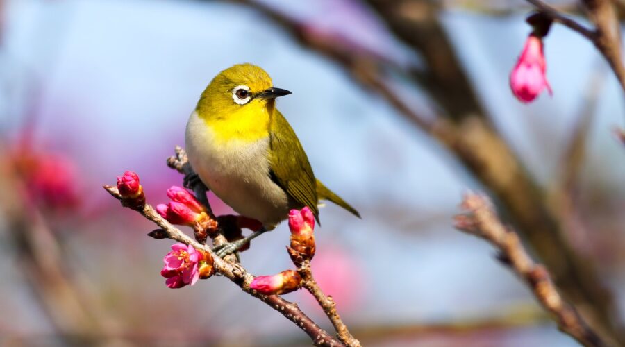 Comment attirer les oiseaux dans votre jardin : conseils d&rsquo;aménagement