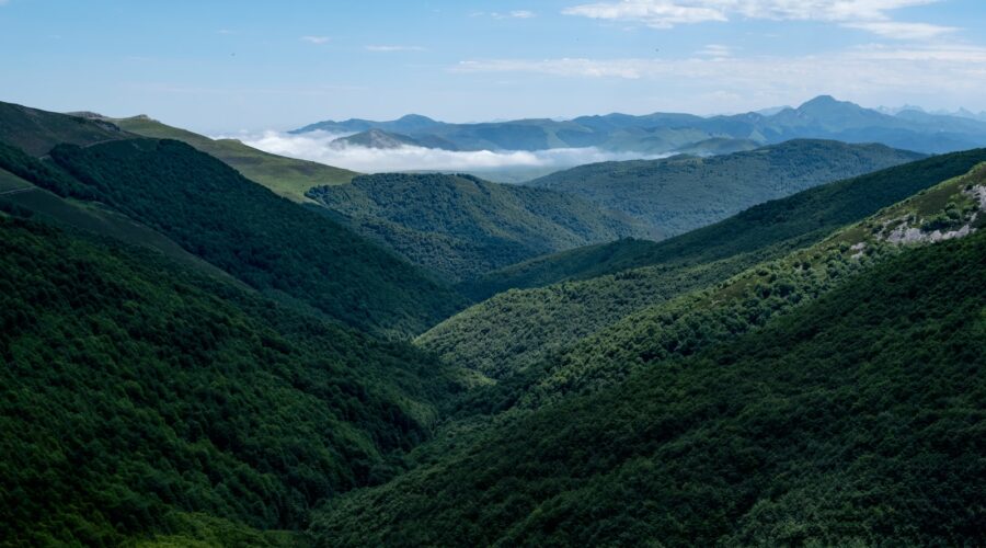Comment planter et entretenir des arbres fruitiers dans votre jardin