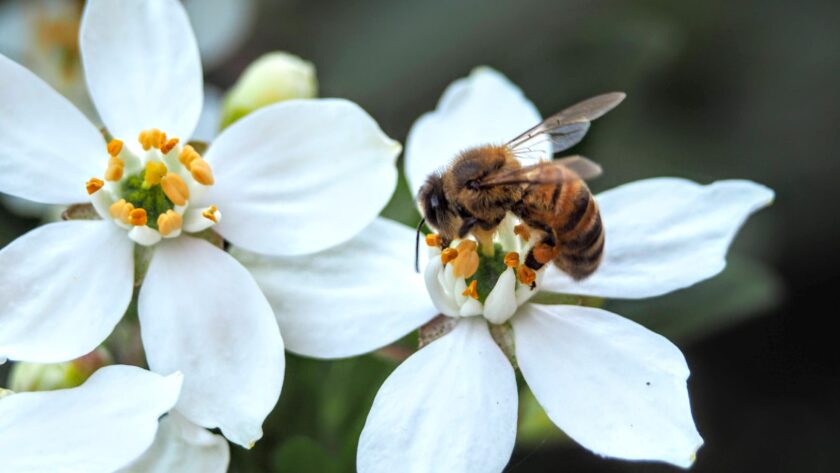 Créer un jardin de fleurs sauvages pour soutenir les abeilles