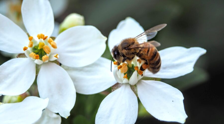 Créer un jardin de fleurs sauvages pour soutenir les abeilles