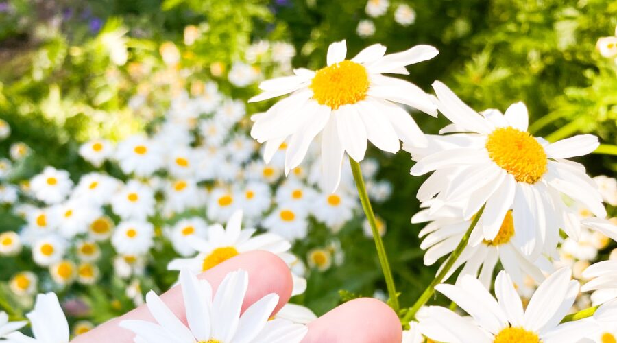 Comment Entretenir un Jardin en Milieu Désertique