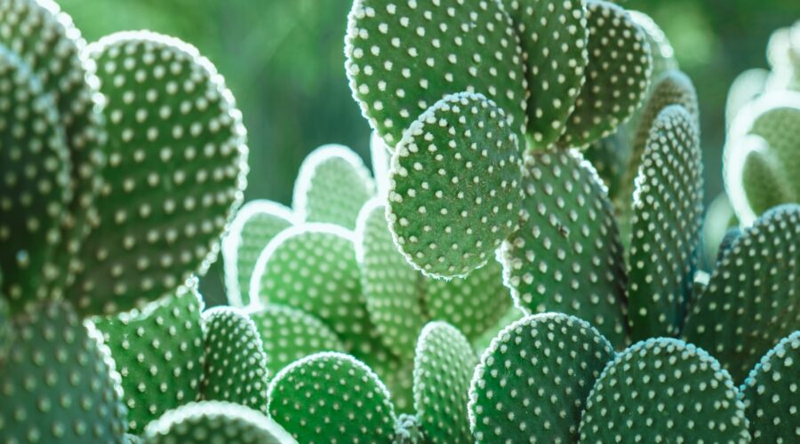 Choisir les bonnes plantes pour un jardin sans entretien