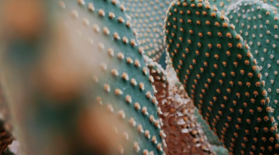 Comment Créer un Jardin de Plantes Carnivores