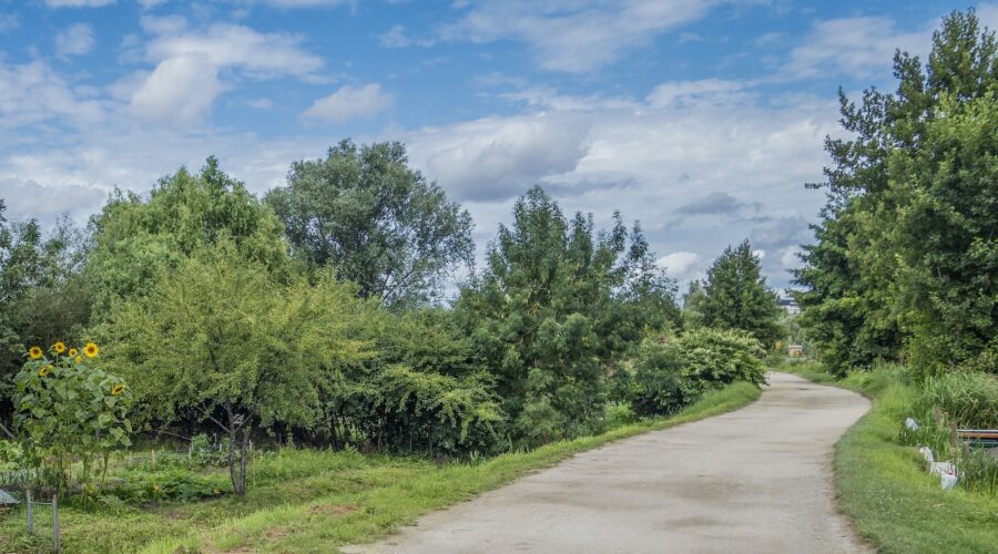 Comment Planifier un Jardin Potager Réussi