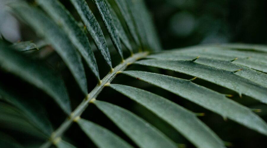 Comment Protéger Votre Jardin des Éléments Climatiques