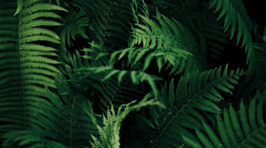 Comment créer un jardin de plantes aromatiques médicinales