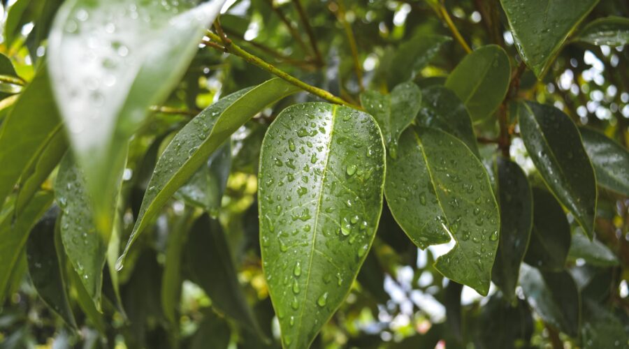 Comment Cultiver des Plantes Aquatiques dans un Étang de Jardin