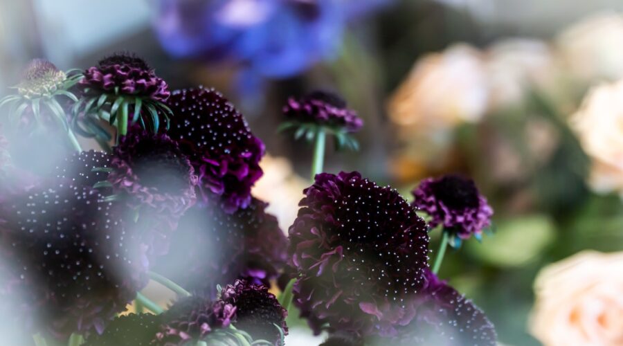 Fleurs comestibles : ajoutez de la couleur et de la saveur à votre jardin