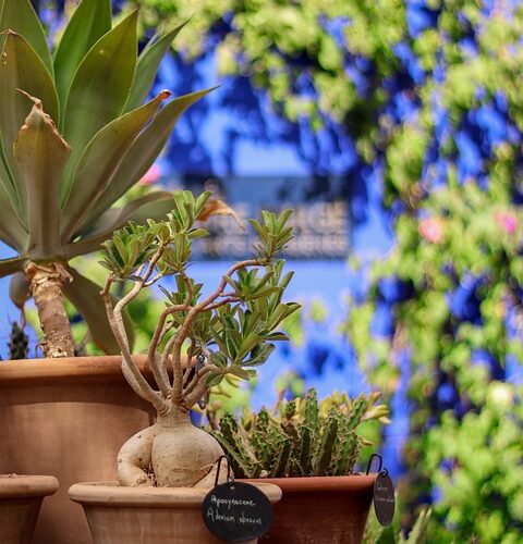 bordure jardin
