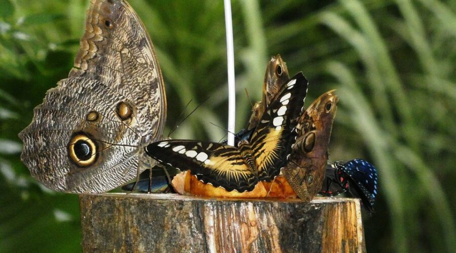 bordure jardin