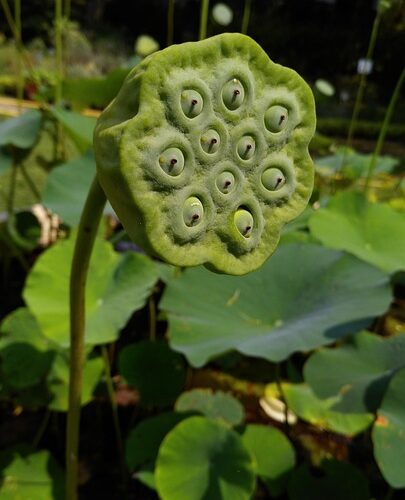 bordure jardin